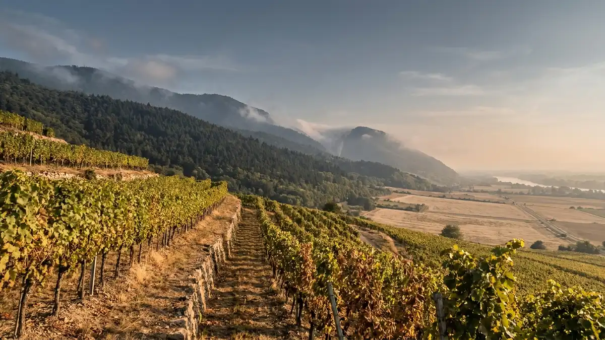Terraced Alsace vineyards on the sunny eastern slopes of the Vosges mountains, neat vine rows in warm autumn light above a misty valley