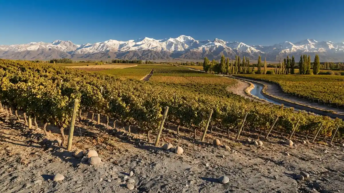 High-altitude Argentine vineyards with rows of vines stretching toward the snow-capped Andes mountains under a clear blue sky