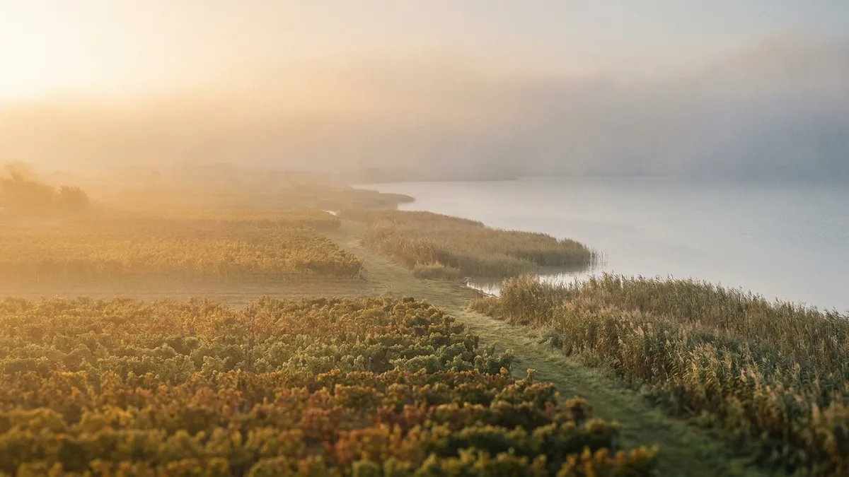 A misty autumn morning over the shallow reed-fringed shore of Lake Neusiedl in Burgenland, low golden sun burning through fog above flat vineyard rows