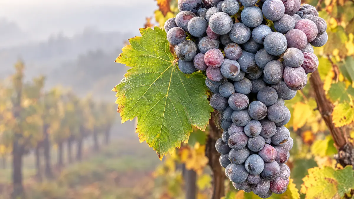 A ripe Nebbiolo grape cluster covered in grey-blue bloom hanging on the vine in autumn fog