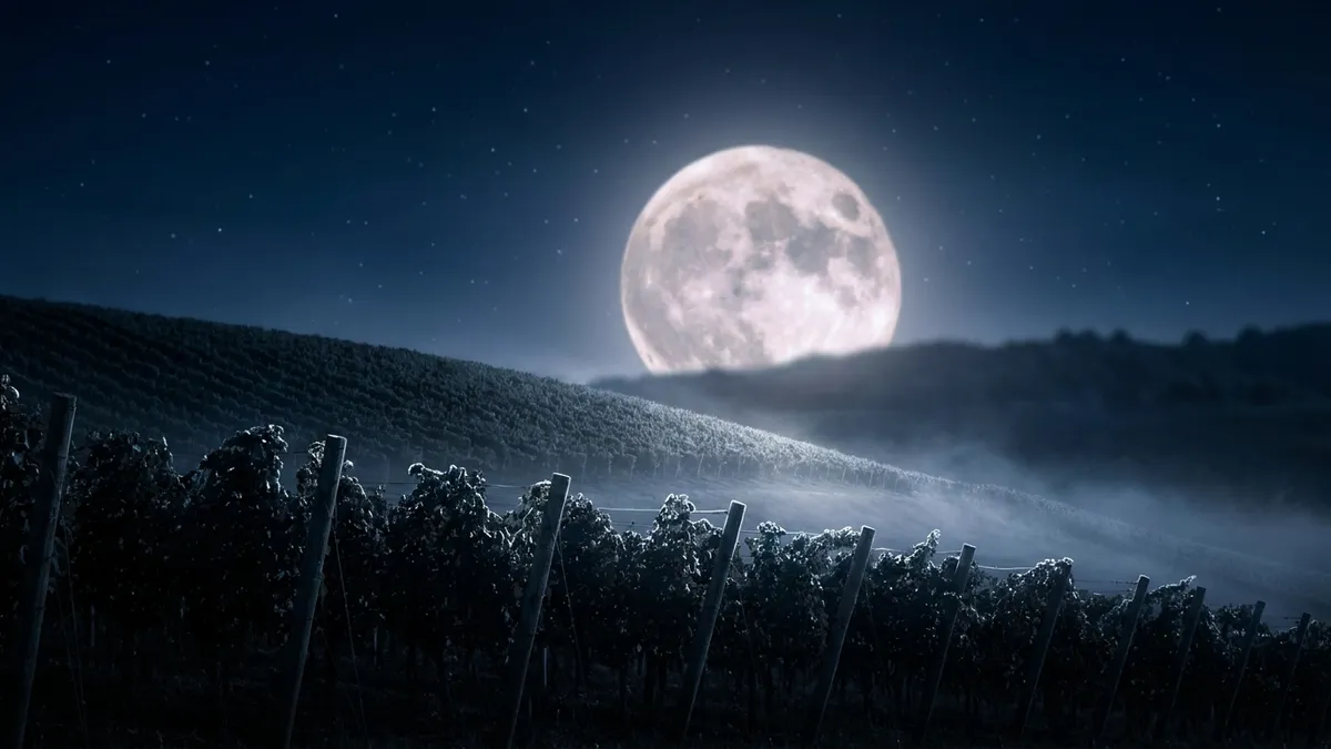 A clear night sky with a bright full moon rising over silhouetted vineyard rows on a hillside