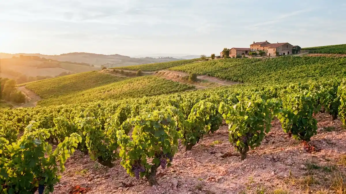 Rolling hills of low bush-trained vines on pink granite slopes in Beaujolais under warm late-afternoon light