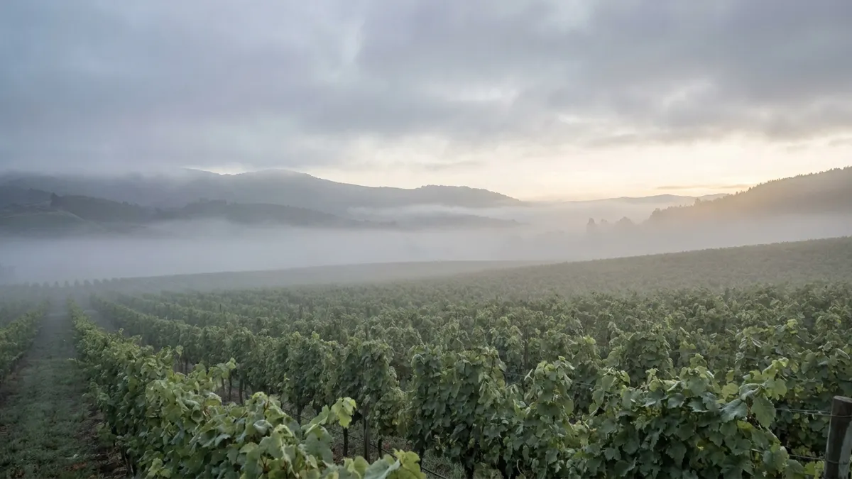 Morning fog sitting low over rows of vines in a cool coastal Chilean valley in soft grey-blue light