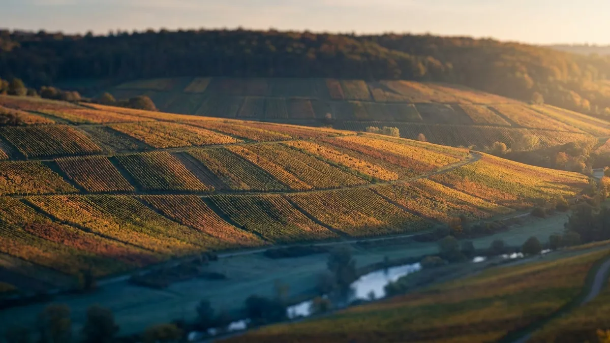 Stylized view of the Champagne sub-areas — a forested Montagne de Reims ridge above chalk vineyard slopes descending to the Marne valley, warm autumn tones