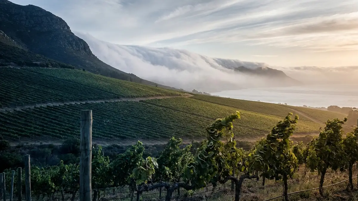 Vine rows on a steep green slope with sea mist rolling over a ridge from a distant bay and a mountain shoulder casting shade