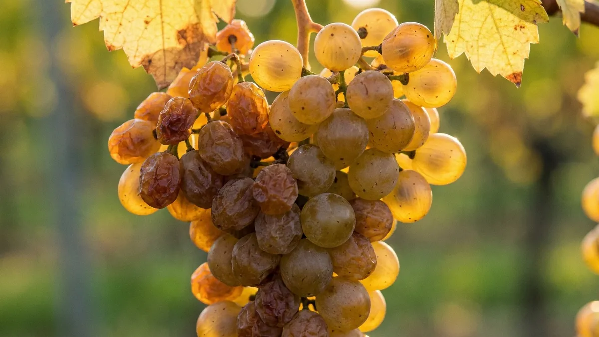 A cluster of golden Muscat grapes shrivelled into raisins on the vine, backlit by low autumn sun