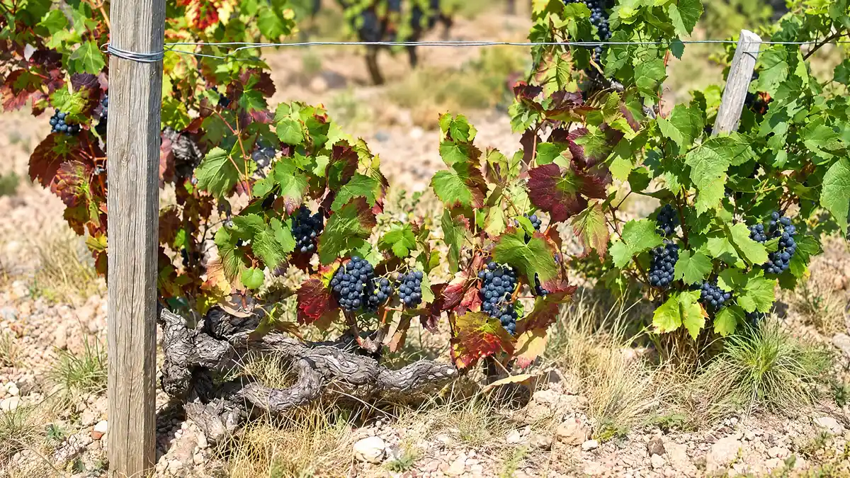 An old twisted Gamay vine with small clusters of dark grapes growing in dry, crumbly pink granite soil