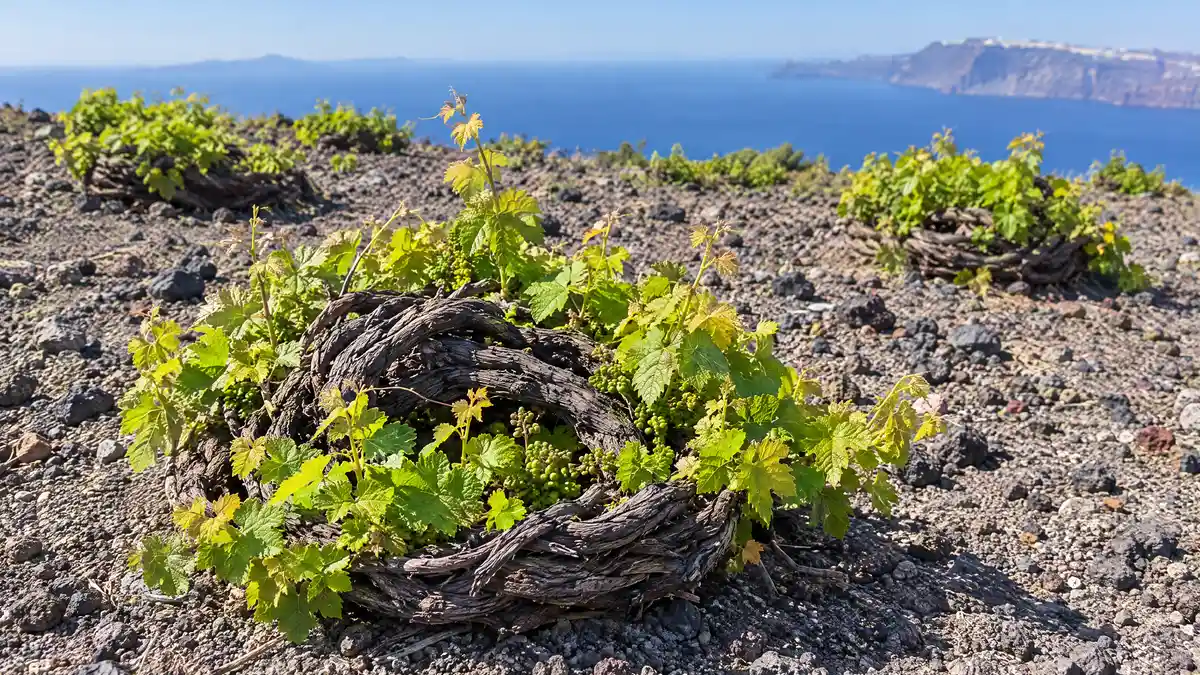 An old Assyrtiko vine coiled into a low round basket on grey volcanic soil in Santorini, with fresh green leaves inside the coil