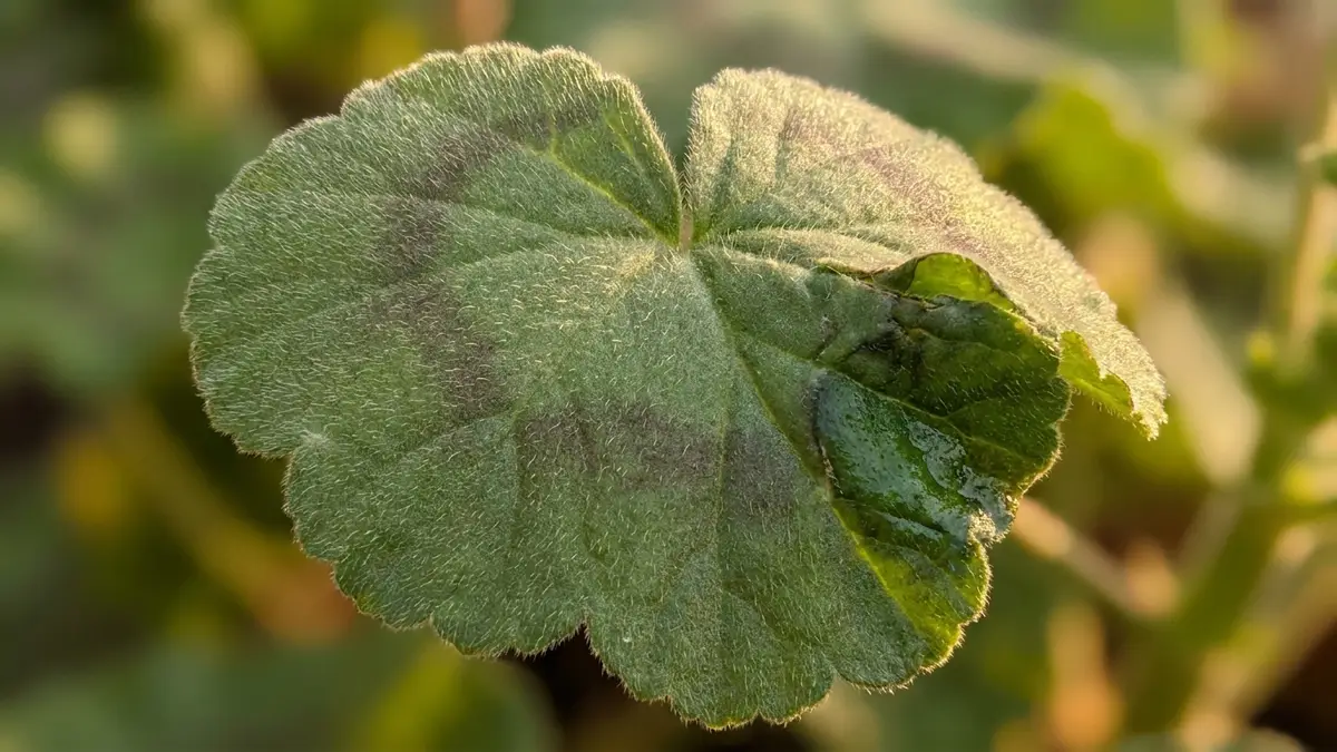 A macro close-up of a green geranium leaf with its scalloped edge and fine hairs, lit by warm side light