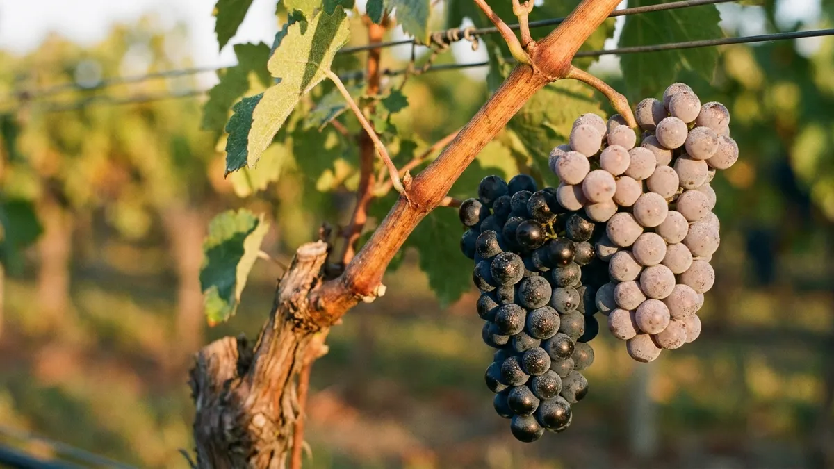 A single grapevine shoot bearing one cluster of dark blue-black berries beside a cluster of pale grey-pink berries, showing a color mutation on the same vine