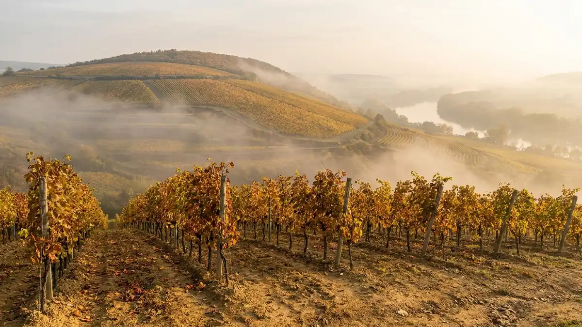 Sweeping view of volcanic vineyard slopes in the Tokaj region under autumn mist, golden Furmint vines descending toward a river valley