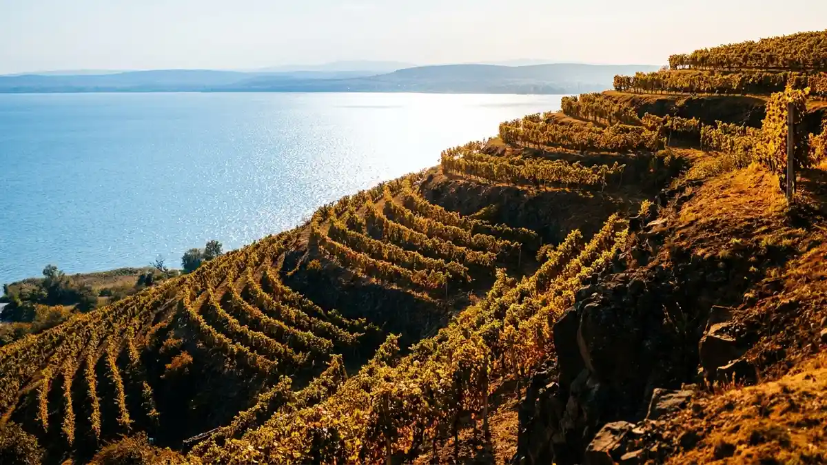 Steep volcanic vineyard slopes above the blue water of Lake Balaton at golden hour, rows of white grape vines catching the light