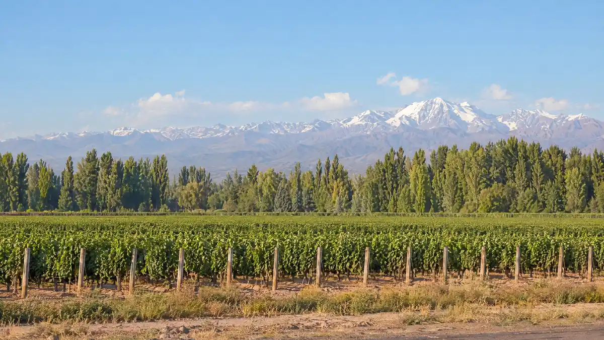 Flat green vineyard rows in Mendoza with poplar trees and the snow-capped Andes in the distance