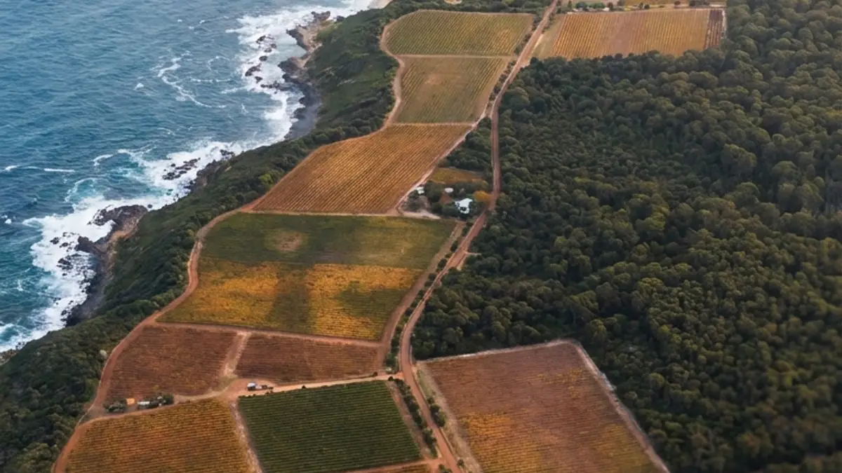 Stylized vertical view of Margaret River from Cape Naturaliste in the north down to Cape Leeuwin, vineyards in warm tones between forest and a blue ocean coastline