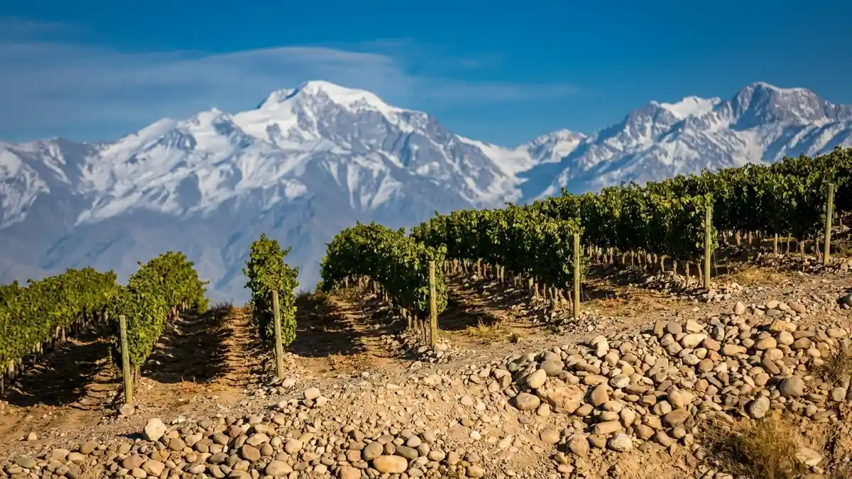 Terraced high-altitude vineyard in the Uco Valley with rocky soil and the snow-capped Andes towering close behind under a deep blue sky