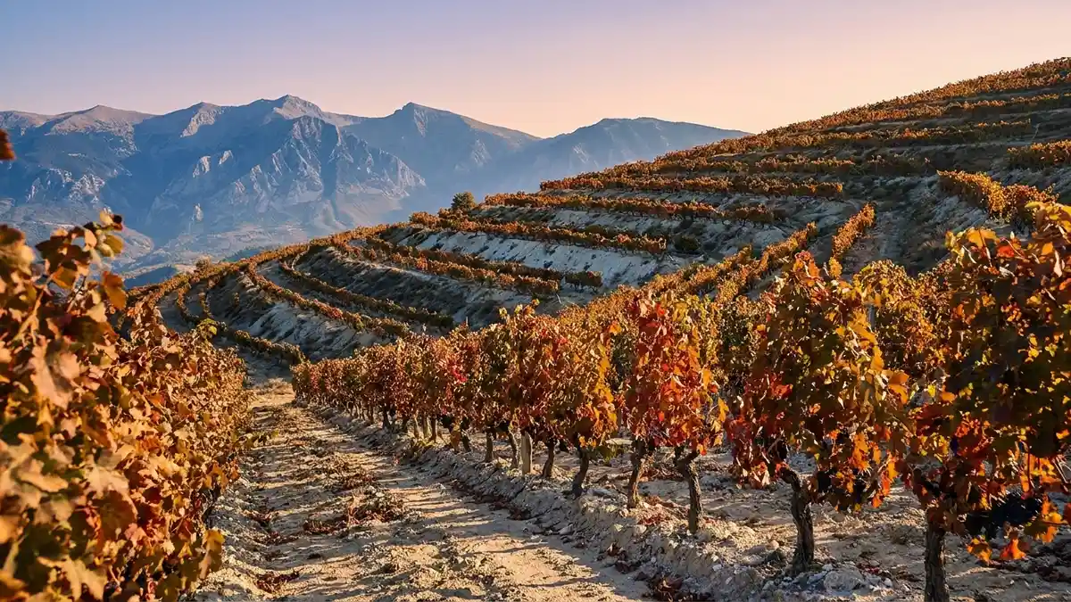 Terraced Xinomavro vineyards climbing the lower slopes of Mount Vermio in Naoussa at golden hour, cool continental light and distant peaks