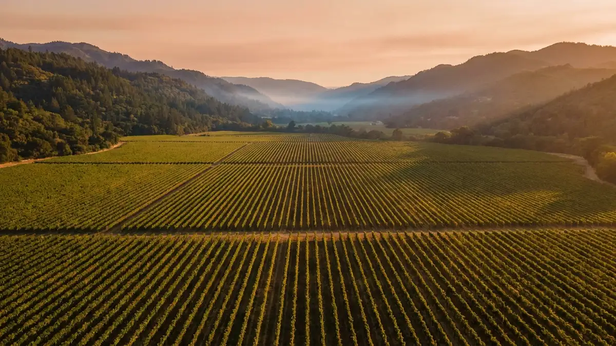 Aerial view of the Napa Valley floor with vineyard rows fanning out toward the Mayacamas Mountains in warm late-afternoon light