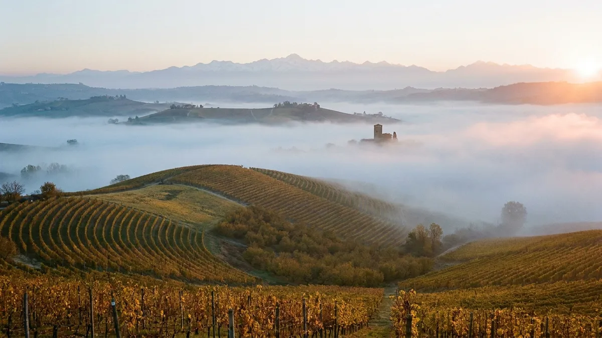 Rolling Langhe vineyard hills in Piedmont at sunrise wrapped in autumn fog with the Alps on the horizon