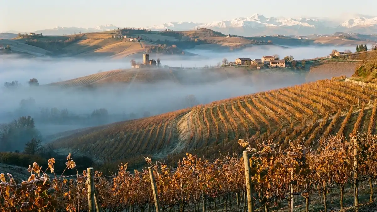 Rolling Langhe hills in Piedmont at dawn, neat rows of Nebbiolo vines wrapped in autumn fog with the Alps faint on the horizon