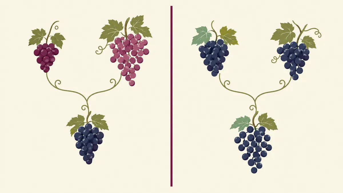 Two simple grape family trees side by side, each showing two parent grape clusters joined by vine tendrils to one child cluster below