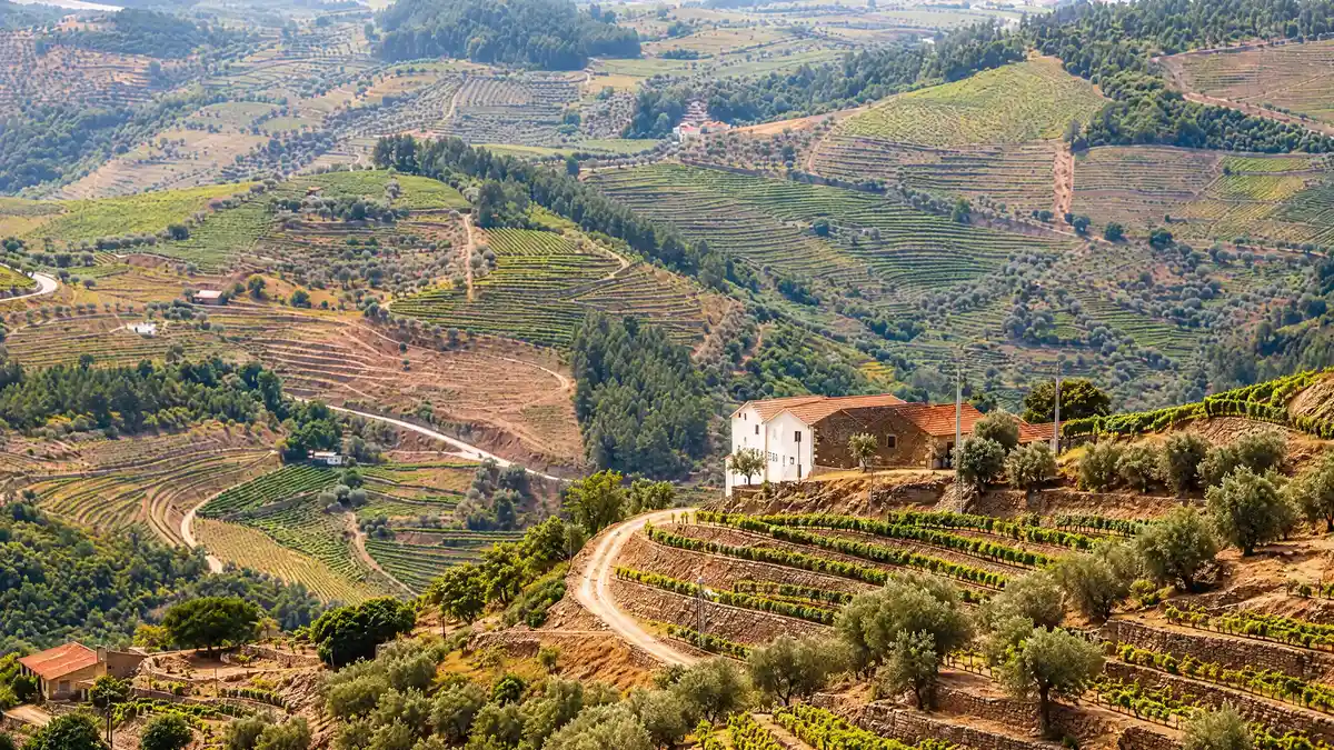 Steep terraced vineyards held by stone walls in the Douro Valley, with olive trees and a small white farmhouse on the slope
