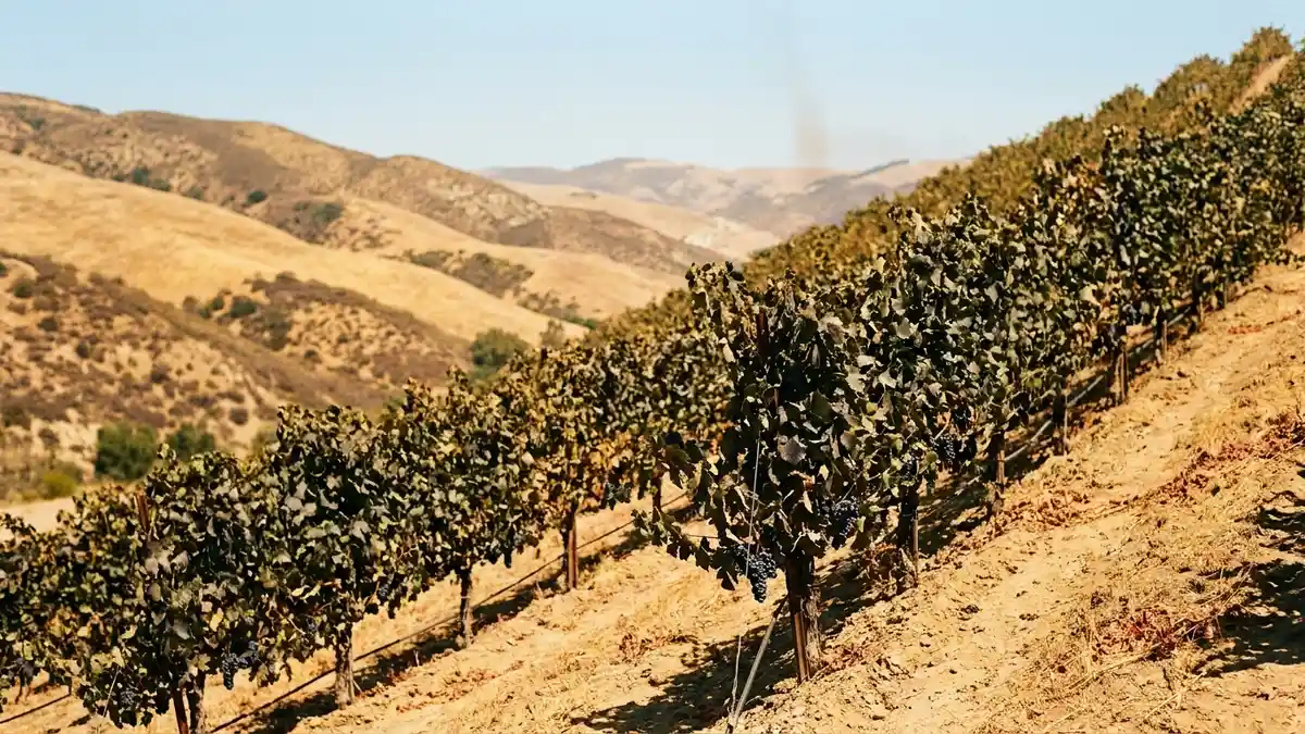 Sun-drenched inland Santa Barbara canyon vineyard at midday, warm golden hills rising behind rows of Syrah vines