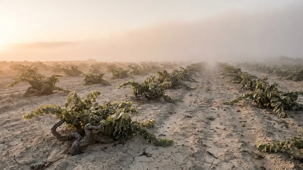 Rows of ancient ungrafted Santorini vines on cracked, dry volcanic soil under a hazy morning sky with sea fog rolling in
