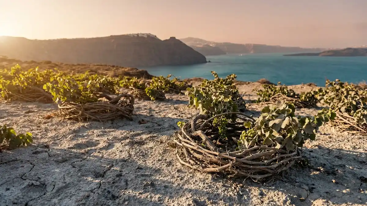 Santorini volcanic vineyard at golden hour with low basket-trained kouloura vines on pale ash soil above the blue Aegean caldera