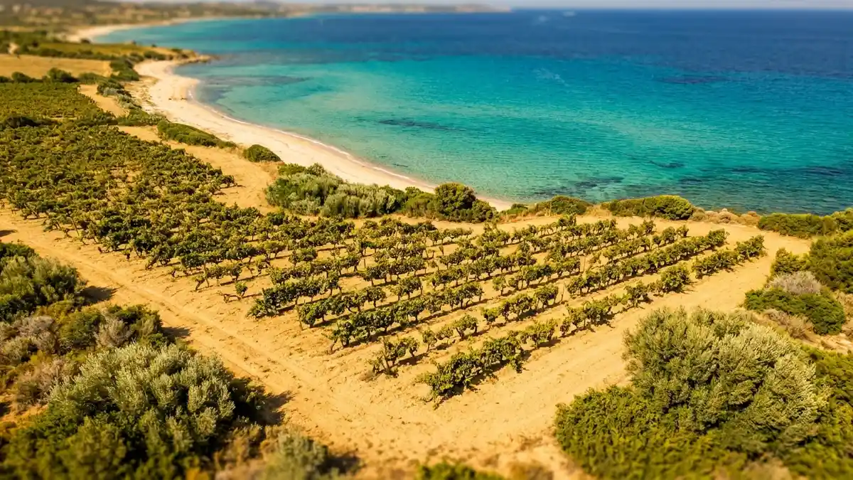 Aerial view of a sun-baked Sardinian vineyard meeting the turquoise Mediterranean, low vines on golden sandy soil with wild scrubland nearby