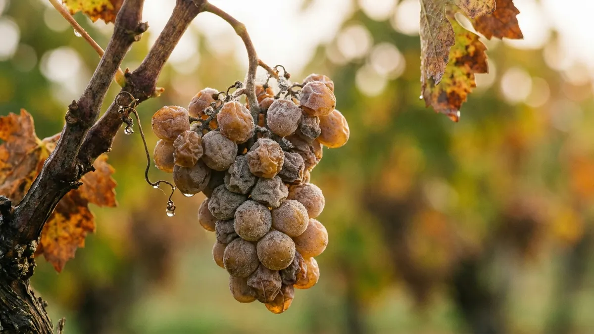 Close-up of botrytised grapes on the vine, shrivelled and golden-brown with the dusty bloom of noble rot, in soft morning light