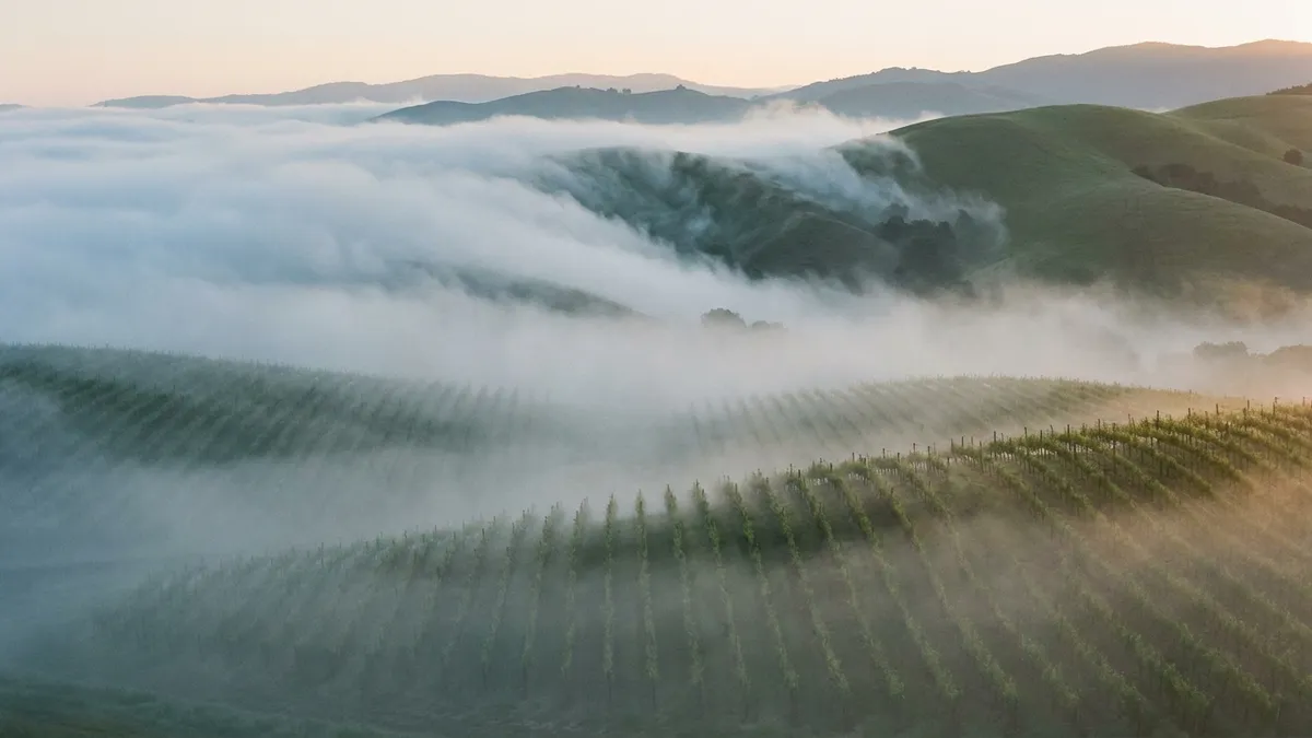 Morning fog pouring through a gap in the Sonoma coastal hills and settling over green vineyard rows at dawn