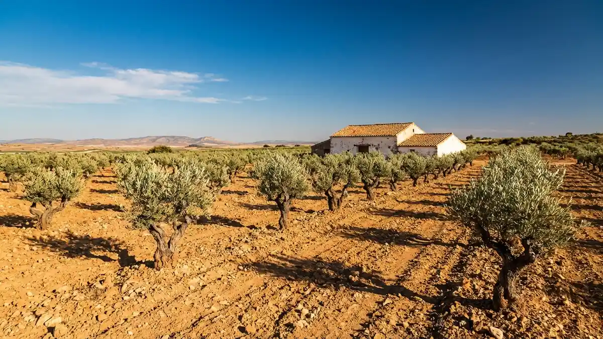 Sun-baked Spanish vineyard landscape with terracotta-toned vine rows and a traditional stone bodega under a Mediterranean blue sky