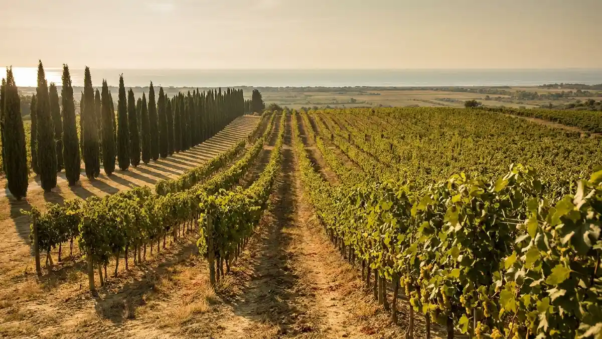 Rolling coastal vineyards near the Tuscan sea with a line of tall cypress trees in golden late-afternoon light