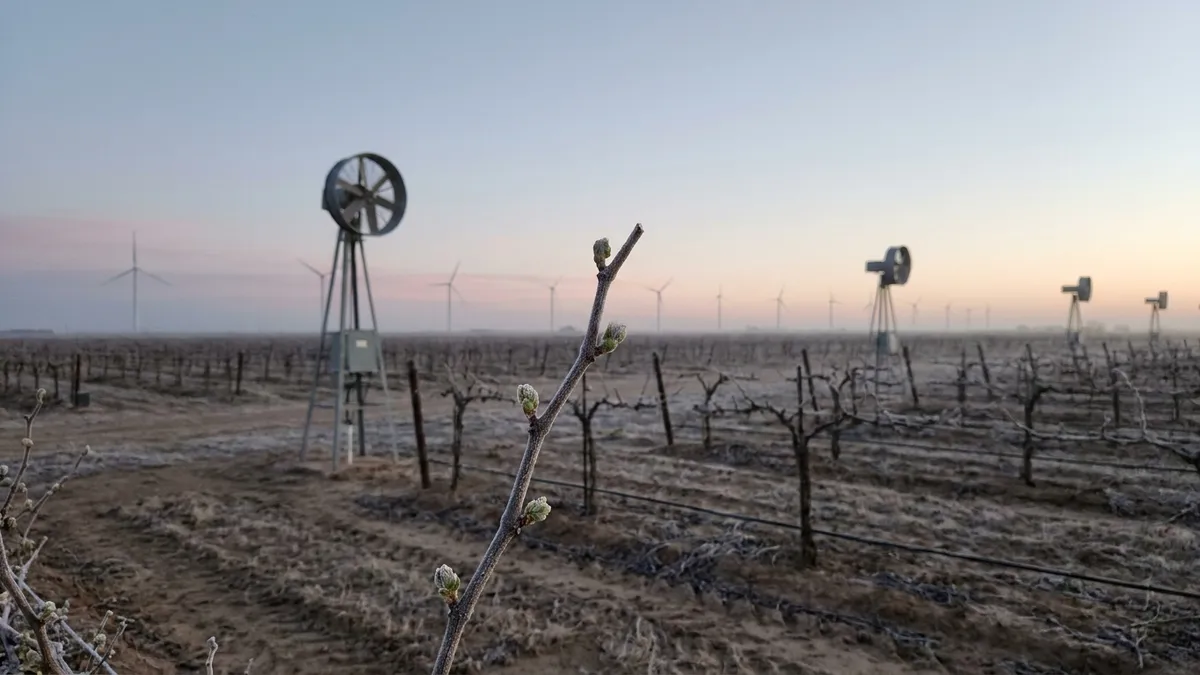 Wind turbines and frost-protection fans standing over a bare Texas High Plains vineyard at dawn under a pale, cold spring sky