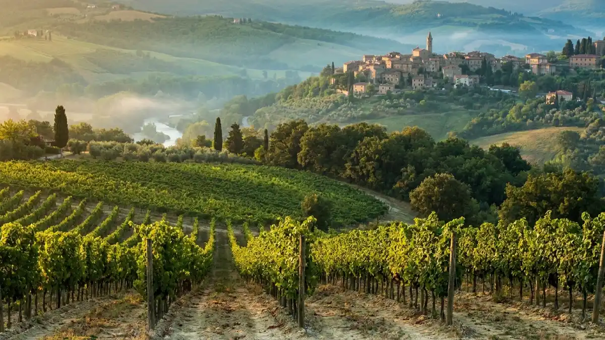 Rows of vines climbing a green hillside in central Italy with a stone hill town on a distant ridge in golden afternoon light