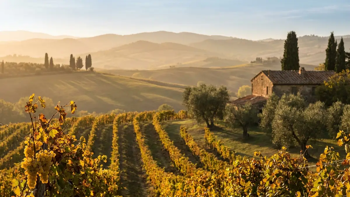 Rolling Tuscan hills at golden hour with vine rows, cypress trees and a stone farmhouse in soft haze