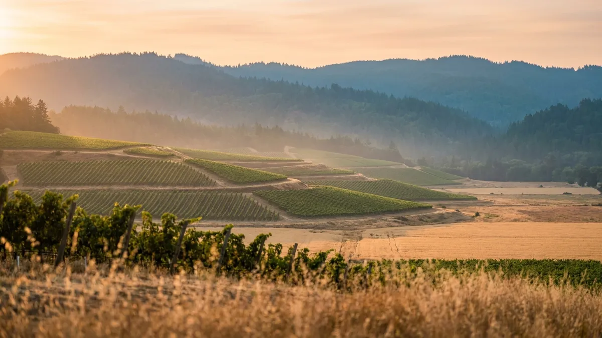 Vineyards stepping down from forested foothills to a flatter golden valley floor in soft evening light