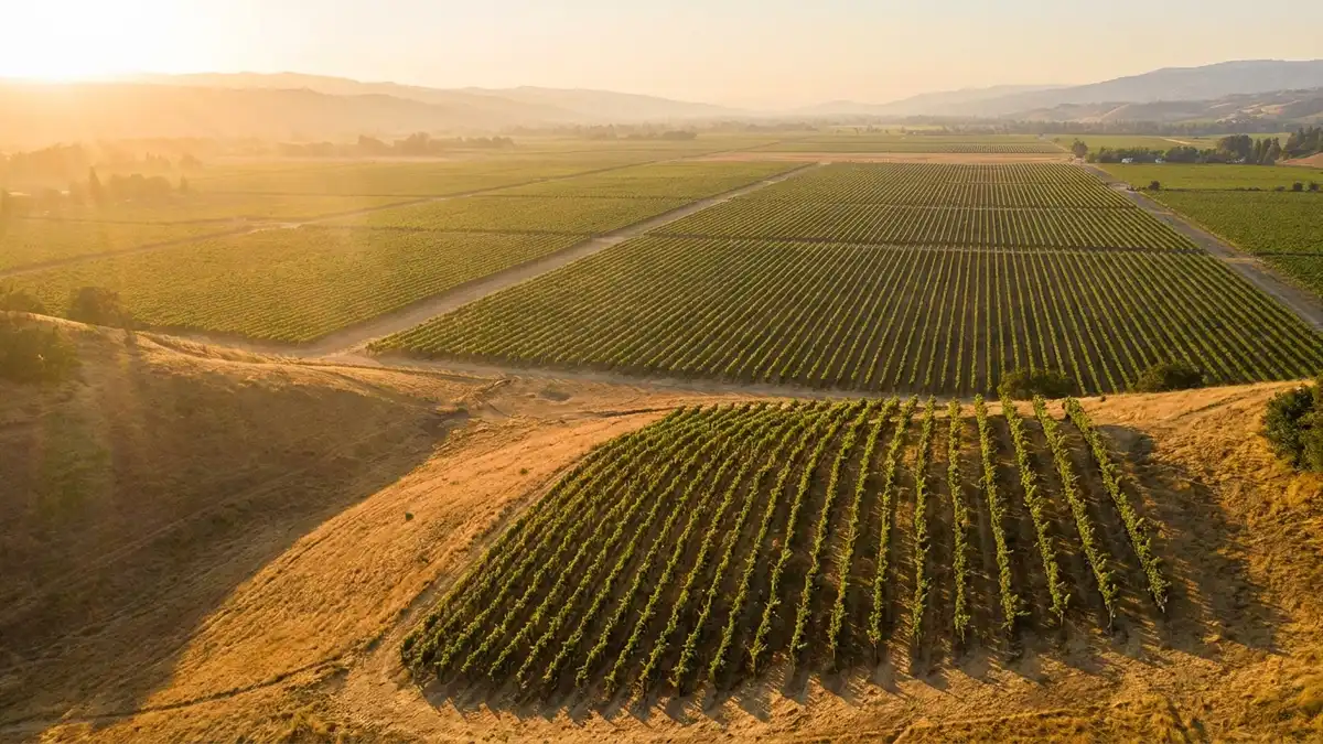 A small, densely planted hillside vineyard plot beside a much larger, open vineyard stretching toward the horizon