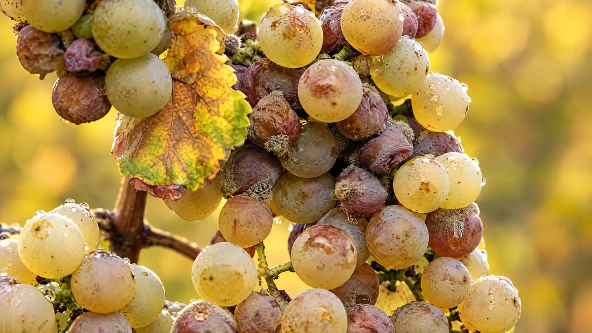 White wine grapes on the vine in autumn, some berries shrivelled pink and violet under a grey fuzz of noble rot, others still plump and golden