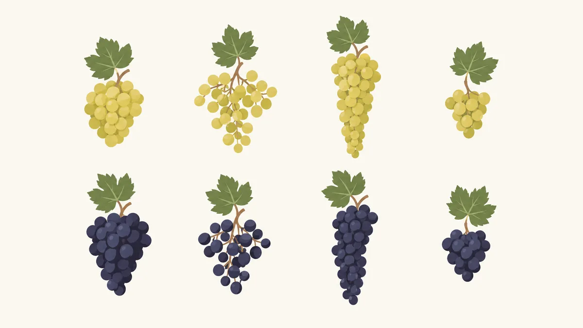 Eight grape clusters in two rows, four green-gold white grape clusters above and four dark blue-black clusters below